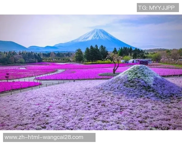 樱花盛开时节大阪的魅力与风情交相辉映的浪漫之旅